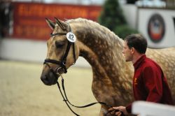 Prämienhengst Quasi Gold gibt sich bei der Hengstpräsentation die Ehre - Foto: Schroeder